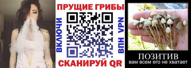 Купить закладки  Мурино  Галлюциногенные грибы Magic Shrooms 